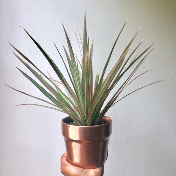 Love Always by Nia-Emani Other - Rose Gold Planter ✨
